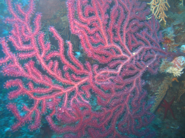  Luces de coral 